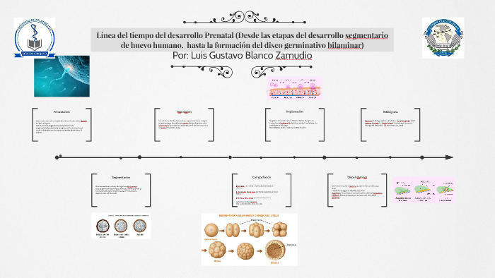 Línea del tiempo del desarrollo Prenatal Desdelas etapas de by Gus Blanco on Prezi