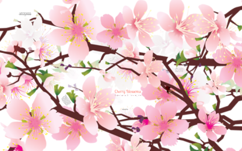 Cherry blossoms official site