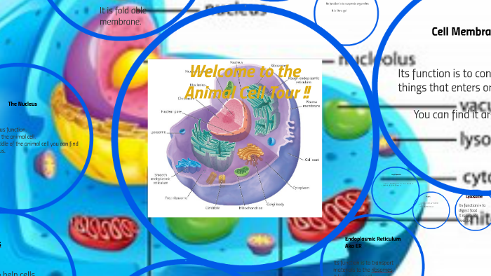 Welcome to the Animal Cell !! by alex Liu on Prezi