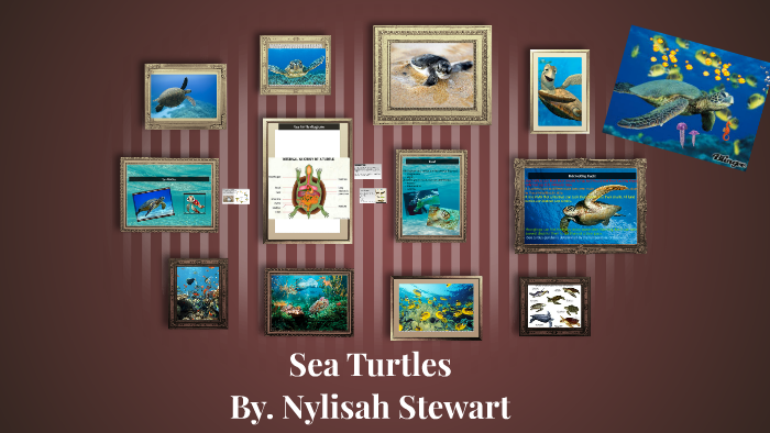Sea Turtles by Nylisah Stewart on Prezi