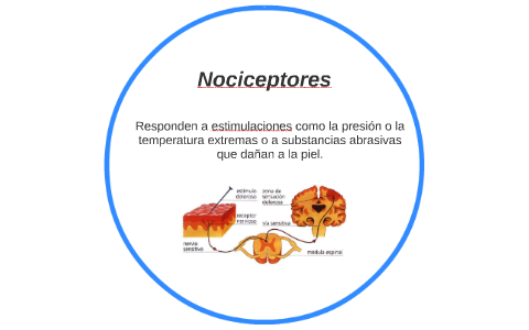 Nociceptores by on Prezi