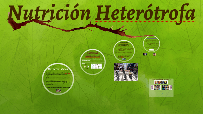 Nutrición Heterótrofa By Julian Camilo On Prezi 8302