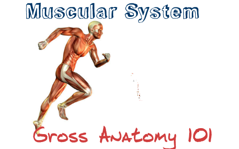 Organization of skeletal muscles by Engers Fernandez