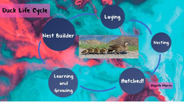 Duck Life Cycle by Elspeth Morris on Prezi
