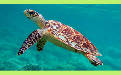 HAWKSBILL SEA TURTLE by Hannah t on Prezi