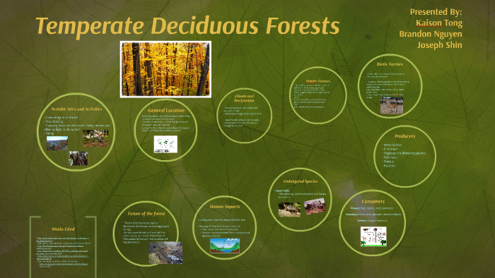Temperate Deciduous Forests by Kaison Tong on Prezi