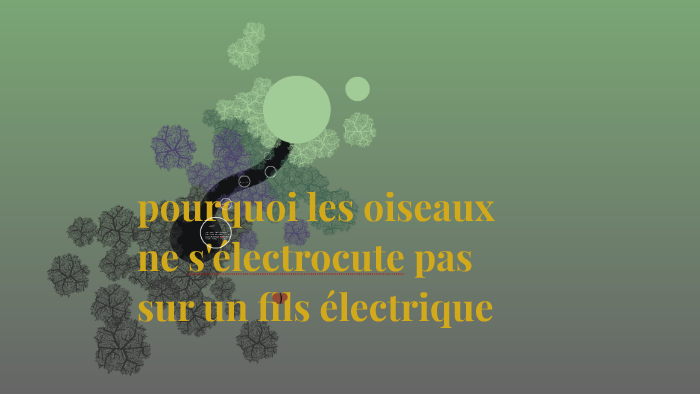 Pourquoi Les Oiseaux Ne Selectrocute Pas Sur Les Fils Electriques