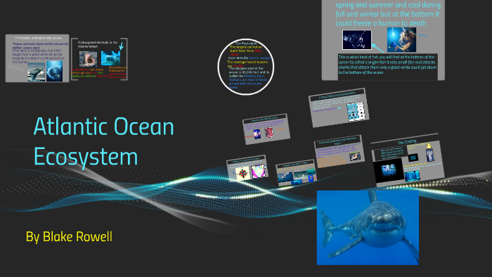Atlantic Ocean Ecosystem by Mrs. Moore