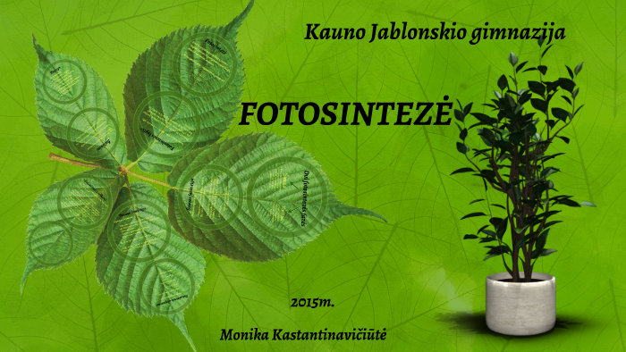 Fotosintezė By Kastantinaviciutė