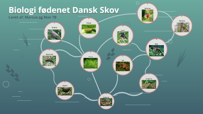 Biologi fødenet by Max Post on Prezi