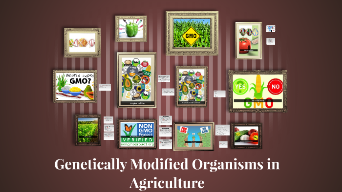 WHAT IS GENETICALLY MODIFIED ORGANISMS IN AGRICULTURE visual data 4