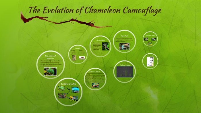 The Evolution Of Chameleon Camouflage By Norelis Valdez On Prezi