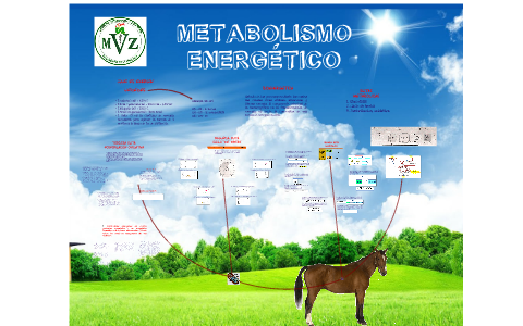 METABOLISMO ENERGETICO ANIMAL by MARINELA FLOREZ on Prezi