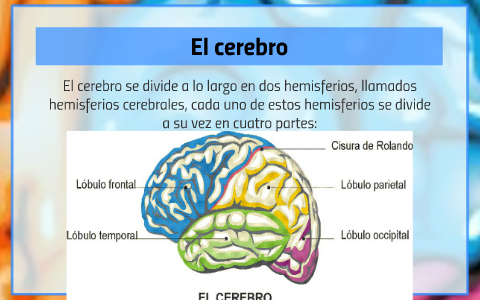 Lobulos Cerebrales by Miguel Angel Narvaez Vazquez on Prezi