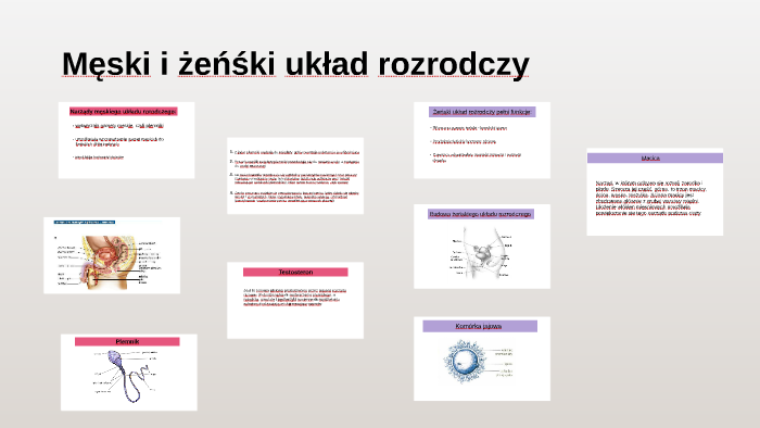 Męski i żeńśki układ rozrodczy by Katarzyna O on Prezi
