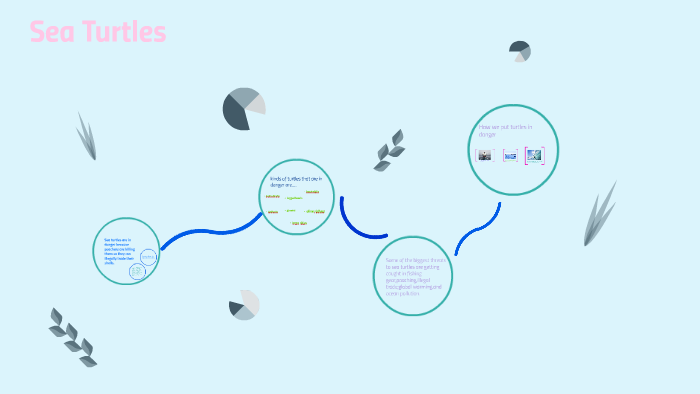 Sea Turtles by molly tagye on Prezi