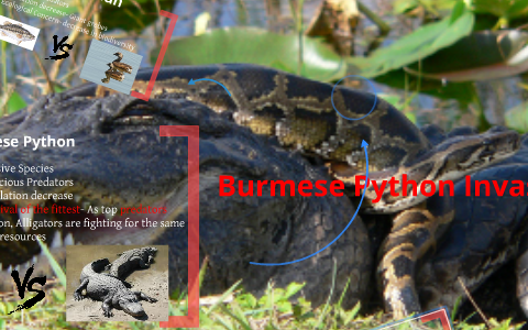 Burmese Python Invasion by alberto herrera on Prezi
