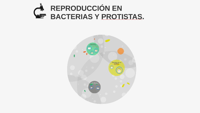 ReproducciÓn En Bacterias Protistas Y Hongos By María José Henao Forero 2420