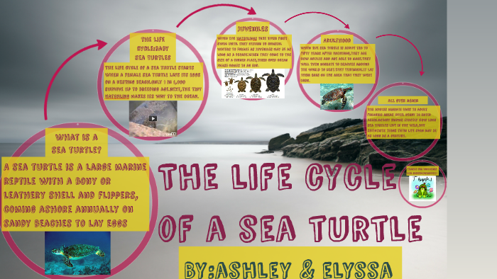 The Life Cycle of a Sea Turtle by Ashley Matias on Prezi