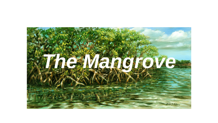 Mangrove swamp food chain Biology Diagrams