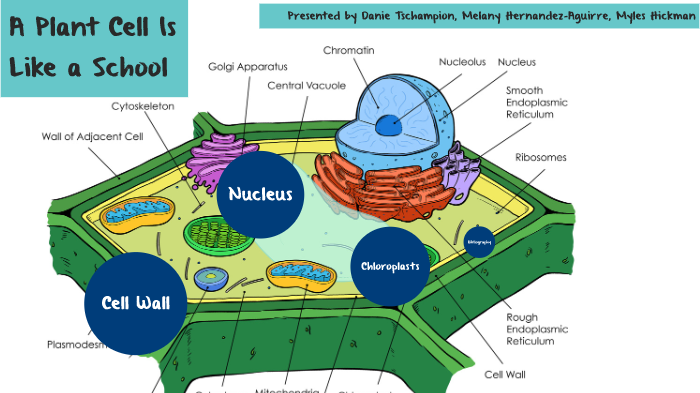 Cell Presentation By Danie Tschampion