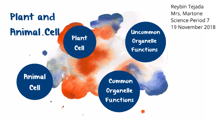 Plant and Animal Cell Project by Reybin Tejada on Prezi