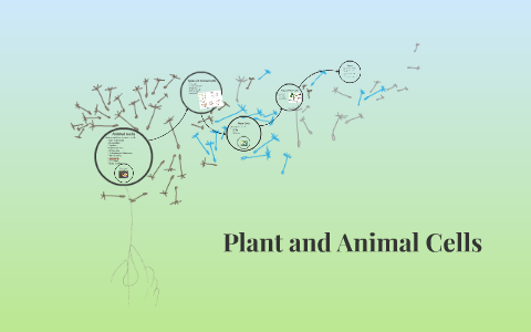 Plant and Animal Cells by Stephanie Gildart on Prezi