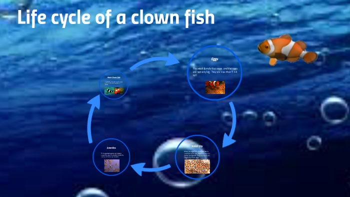 Life Cycle Of A Clownfish By Spinner Pearl On Prezi