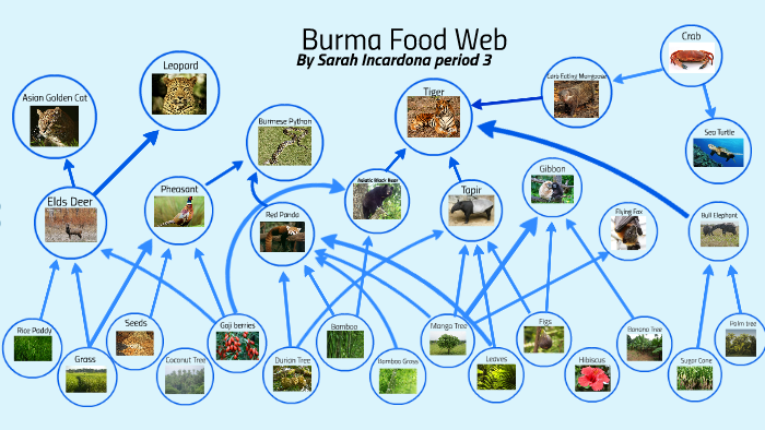 Burma Food Web by Sarah Incardona on Prezi