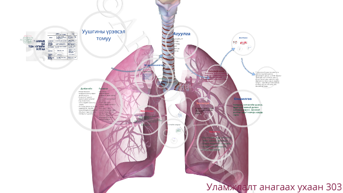 Уушгины үрэвсэл by Ариука Ариук on Prezi