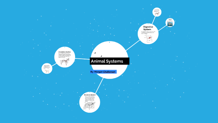 animal-systems-by-morgan-chatterson