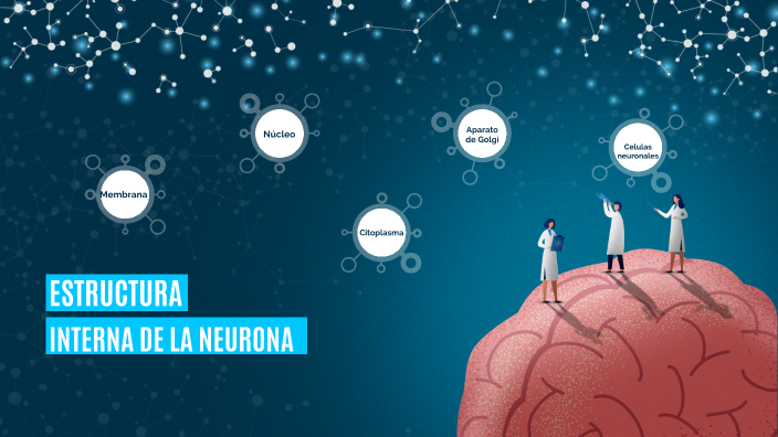 ESTRUCTURA INTERNA DE LA NEURONA by Xiomara Rivera on Prezi