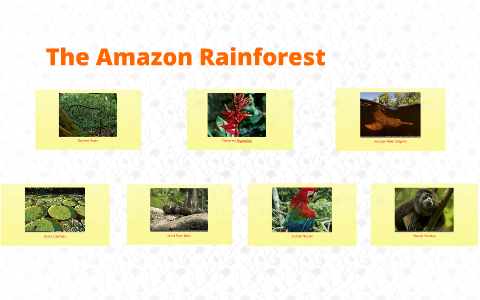 The Amazon Rainforest by H. Hu on Prezi