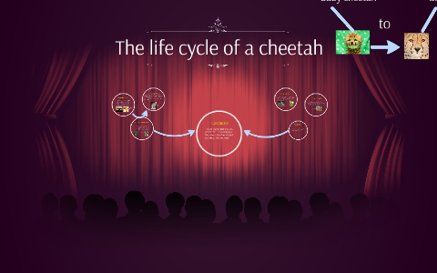 Life cycle of a cheetah by Noora Akhtar on Prezi