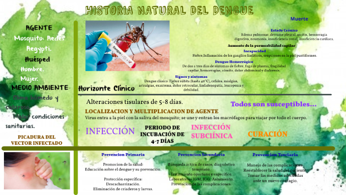 Historia Natural Del Dengue by Fiorella Brigitte Zambrano