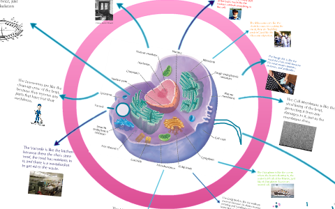 Cell Analogy to a Boat or the Titanic by Lauren Biggs on Prezi