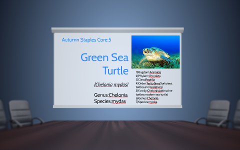 Green Sea Turtle by Autumn Staples on Prezi
