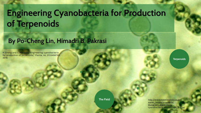 Engineering Cyanobacteria for Production of Terpenoids by Darrian ...