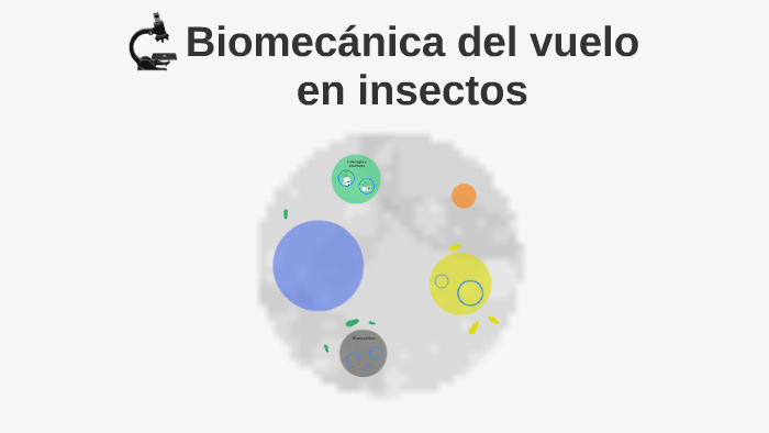 Biomecánica Del Vuelo En Insectos By Margarita San Martín