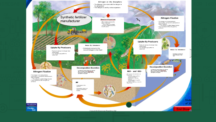 Nitrogen Cycle by Matias Cortes on Prezi