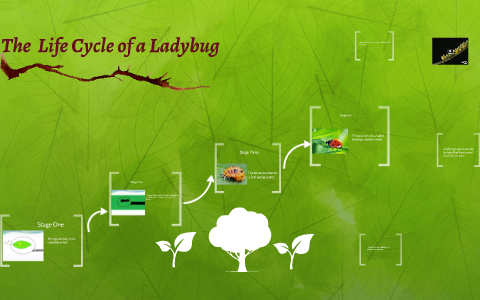 The Life Cycle of a Ladybug by Hannah Madden on Prezi