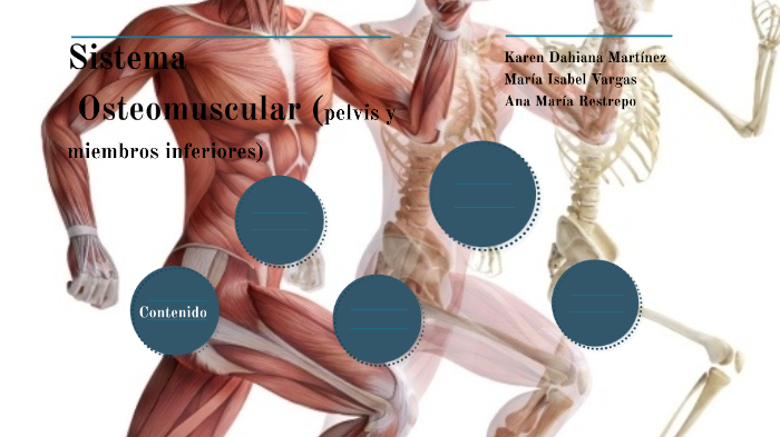 Sistema Osteomuscular By Ana MarÍa Restrepo Tamayo On Prezi 2843