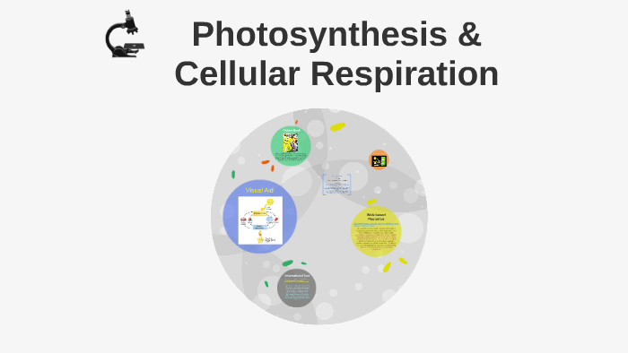 Photosynthesis & Cellular Respiration by Matt France on Prezi