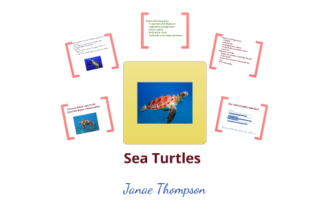 Sea Turtle by Janae Thompson on Prezi