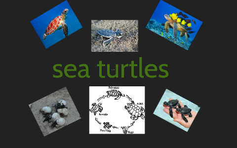 sea turtles by amber d on Prezi
