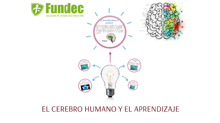 EL CEREBRO HUMANO Y EL APRENDIZAJE by on Prezi