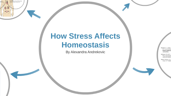 How Stress Affects Homeostasis By Alexandra Andrekovic On Prezi