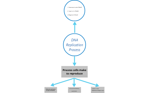 DNA Replication Process by Mateo Villate on Prezi
