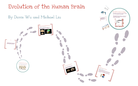 Evolution of the Human Brain by Michael Liu on Prezi