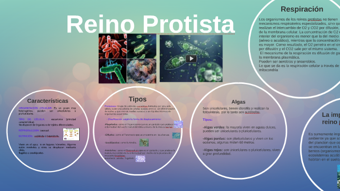 Reino Protista by Carlos Ariel on Prezi Next